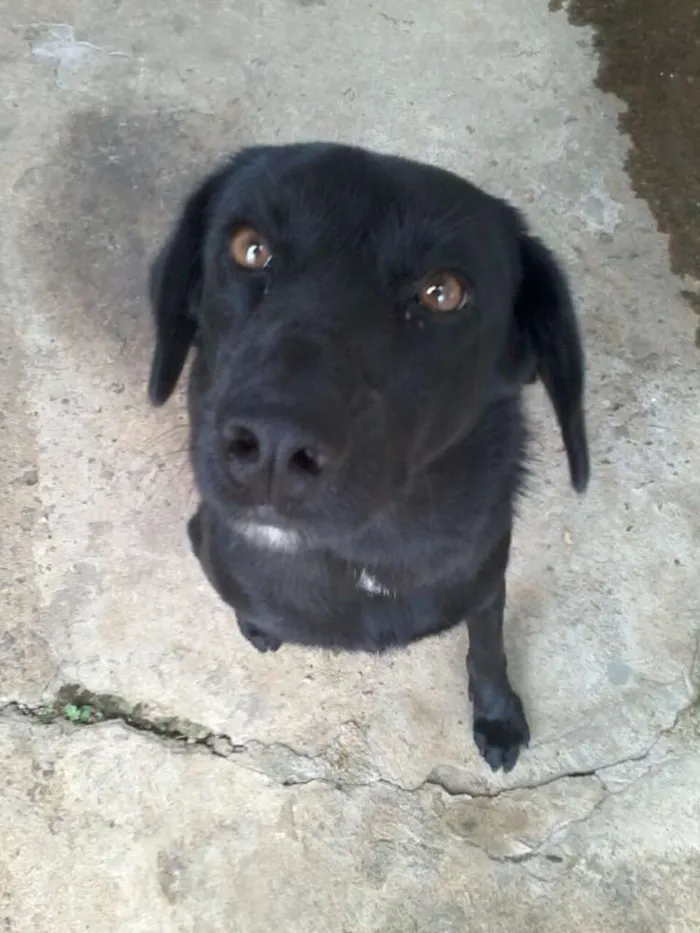 Cachorro raça Vira lata idade 1 ano nome Doli