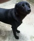 Doli