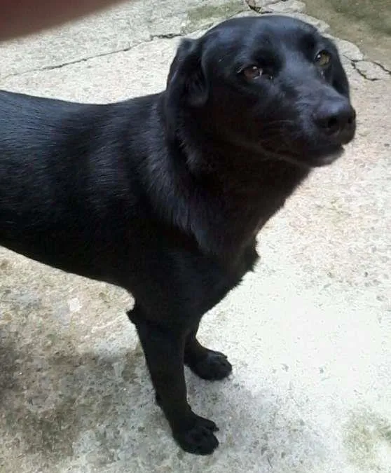 Cachorro raça Vira lata idade 1 ano nome Doli
