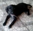 Pretinha