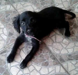 Cachorro raça vira lata idade 2 a 6 meses nome Pretinha