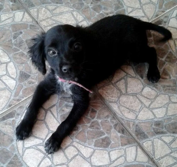 Cachorro ra a vira lata idade 2 a 6 meses nome Pretinha