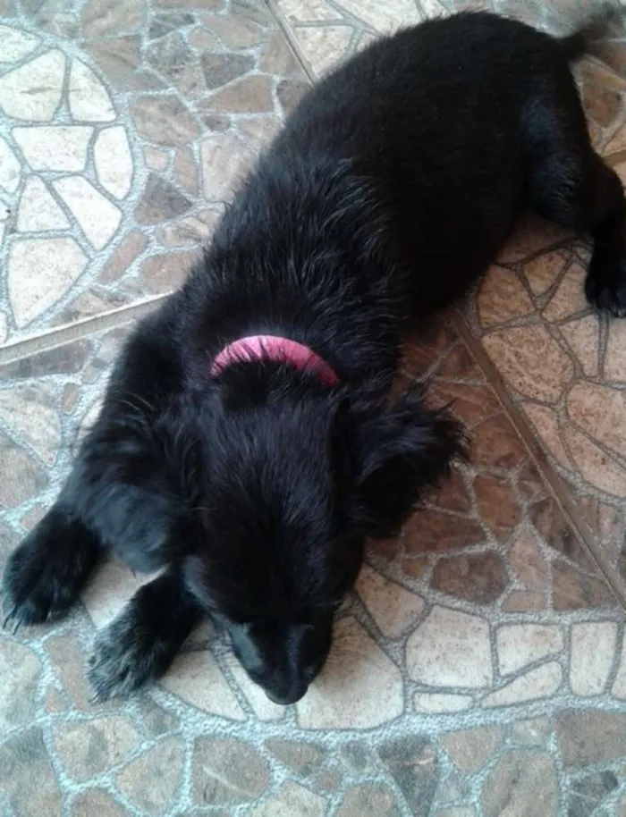 Cachorro ra a vira lata idade 2 a 6 meses nome Pretinha