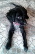 Pretinha