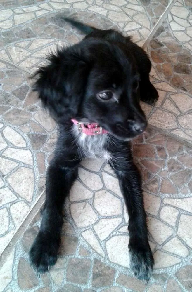 Cachorro ra a vira lata idade 2 a 6 meses nome Pretinha
