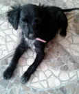 Pretinha