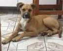 Cachorro raça Raça não definida  idade 1 ano nome Thor