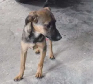 Cachorro raça SRD idade 2 a 6 meses nome Belo