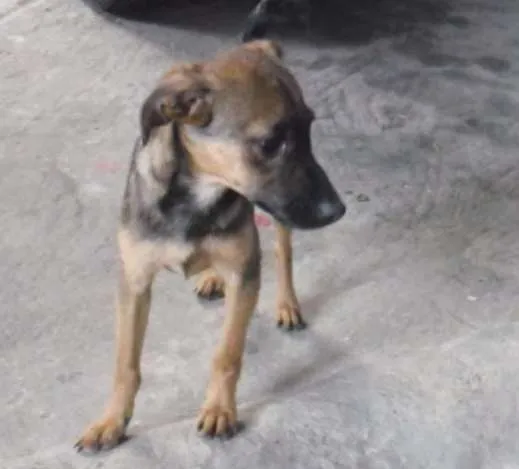Cachorro ra a SRD idade 2 a 6 meses nome Belo