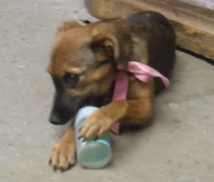 Cachorro ra a SRD idade 2 a 6 meses nome Belinha