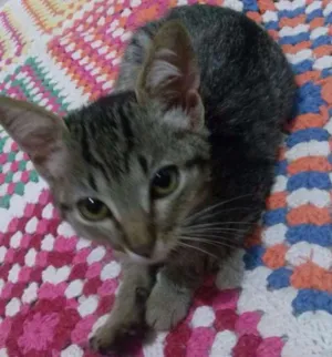 Gato raça  idade 2 a 6 meses nome Bela