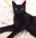 Pantera