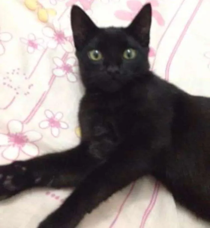 Gato ra a Sem raça definida idade 2 a 6 meses nome Pantera