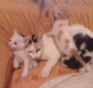 Gato raça indefinida idade Abaixo de 2 meses nome sem nome