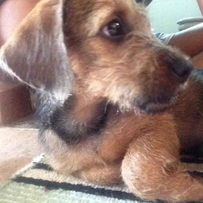 Cachorro ra a Vira-lata idade 2 a 6 meses nome Sem nome