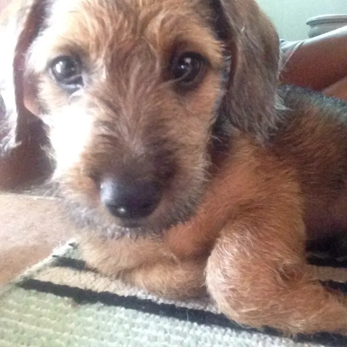 Cachorro ra a Vira-lata idade 2 a 6 meses nome Sem nome