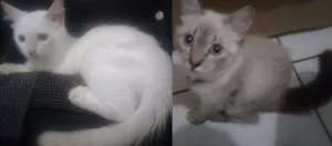 Gato raça Sialata idade 2 a 6 meses nome Luck e Milly