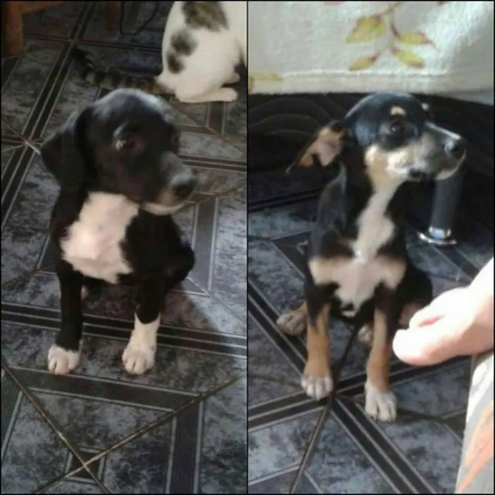 Cachorro ra a Labrador idade 2 a 6 meses nome bebe