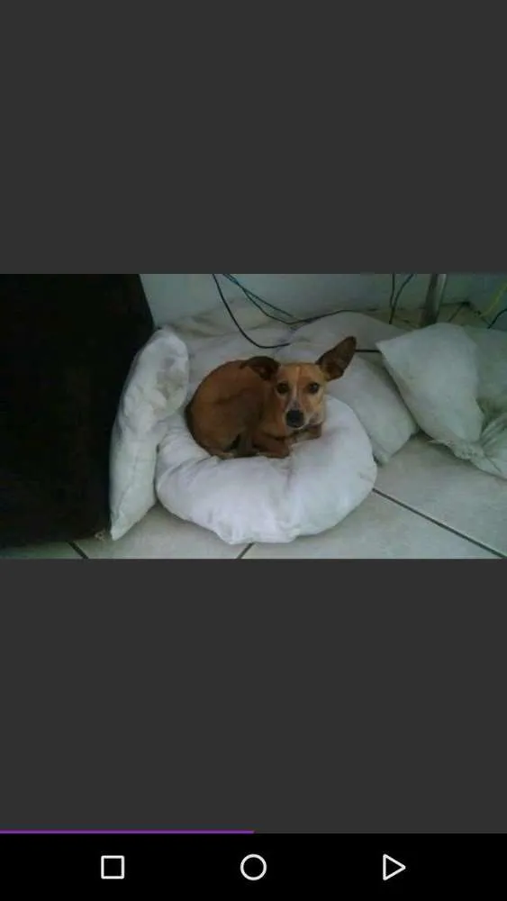 Cachorro ra a Sem raça idade 2 anos nome Bone