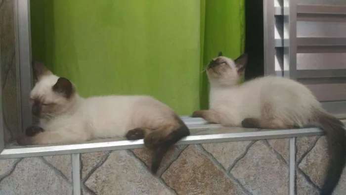 Gato ra a Srd idade 2 a 6 meses nome Aguardando nomear