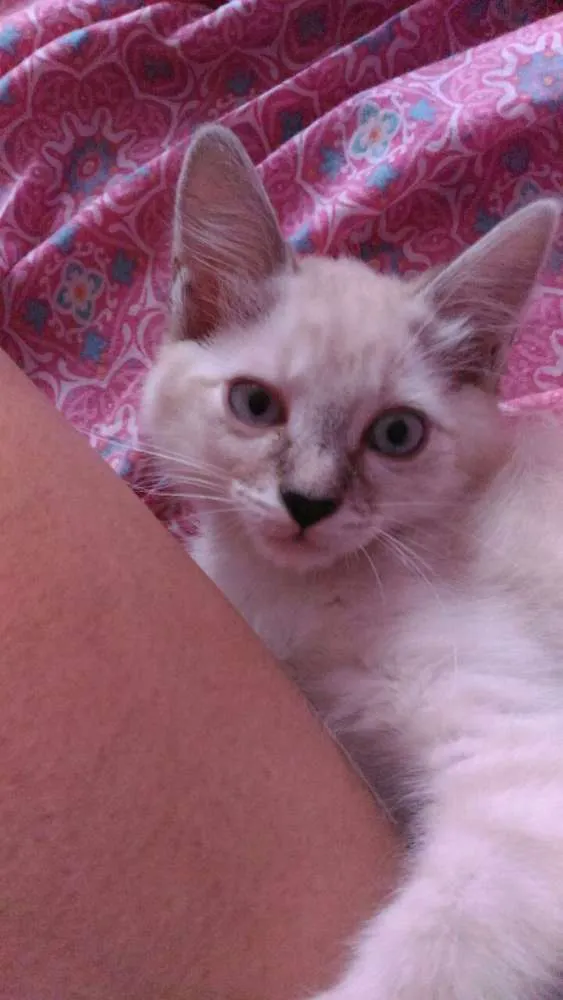 Gato ra a Srd idade 2 a 6 meses nome Aguardando nomear