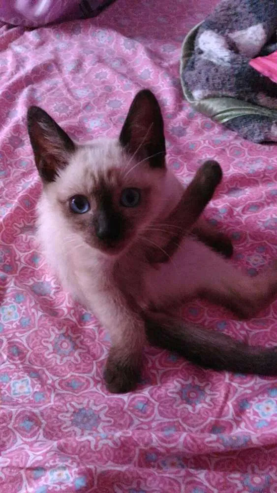 Gato ra a Srd idade 2 a 6 meses nome Aguardando nomear