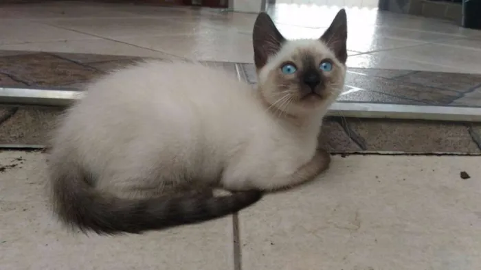 Gato ra a Srd idade 2 a 6 meses nome Aguardando nomear