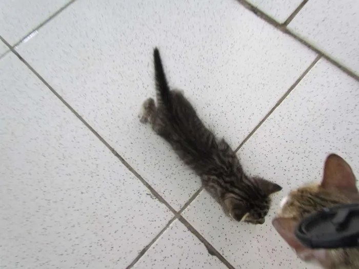 Gato raça mistura idade Abaixo de 2 meses nome todynha