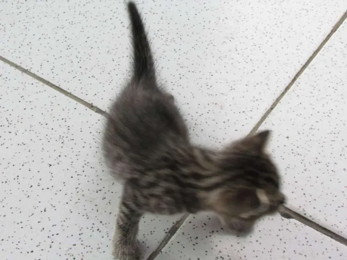 Gato raça mistura idade Abaixo de 2 meses nome todynha