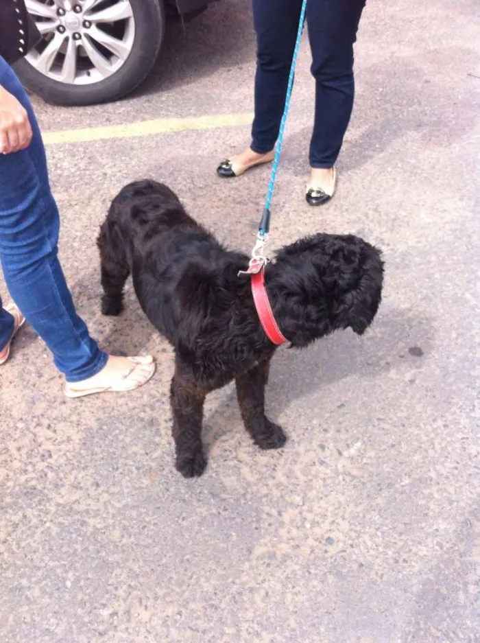 Cachorro ra a  idade  nome Não sei o nome