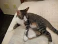 Tigor