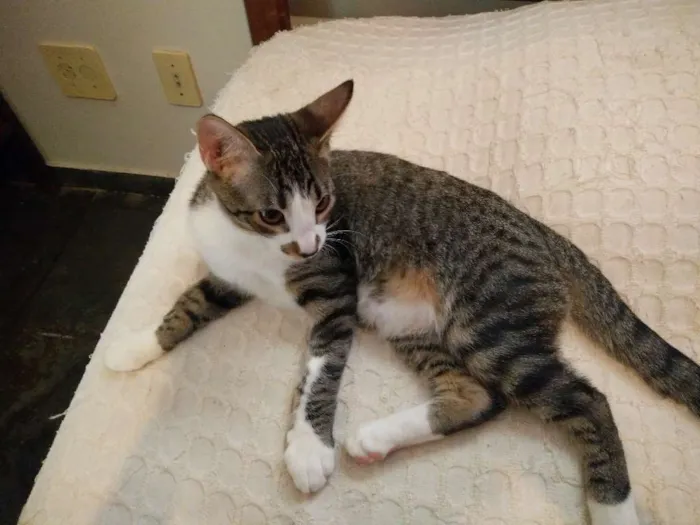 Gato ra a Viralata idade 7 a 11 meses nome Tigor