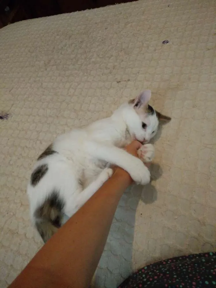 Gato ra a Viralata idade 7 a 11 meses nome Shantal