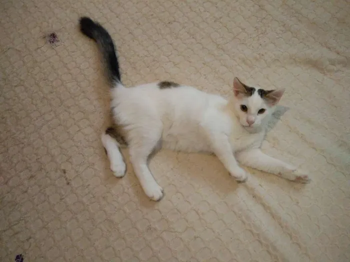 Gato ra a Viralata idade 7 a 11 meses nome Shantal