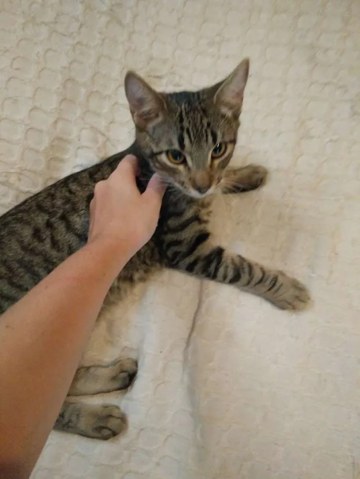 Gato ra a Viralata idade 7 a 11 meses nome Jorge