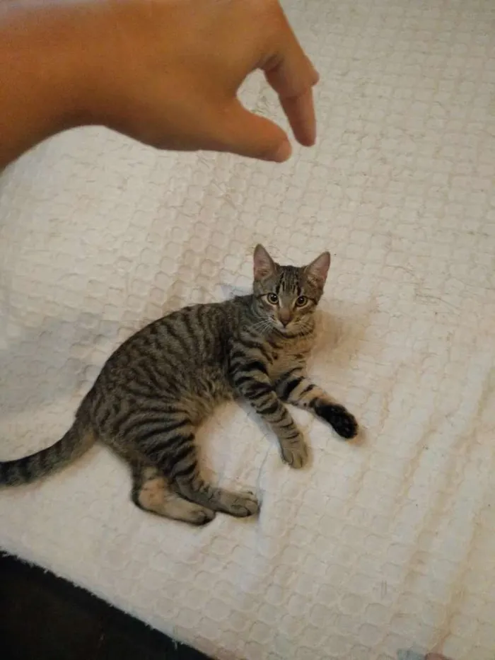 Gato ra a Viralata idade 7 a 11 meses nome Jorge