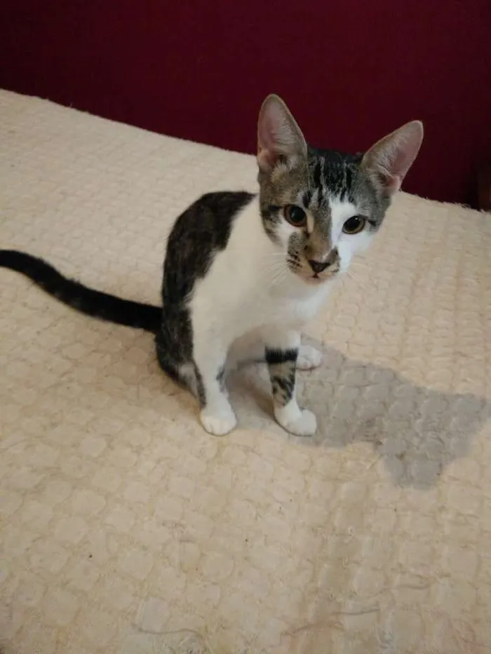 Gato ra a Viralata idade 7 a 11 meses nome Buda
