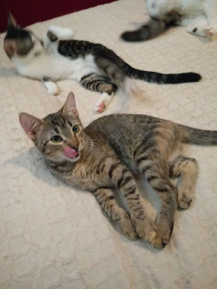 Gato ra a Viralata idade 7 a 11 meses nome Cali