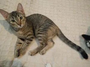 Gato raça Viralata idade 7 a 11 meses nome Cali