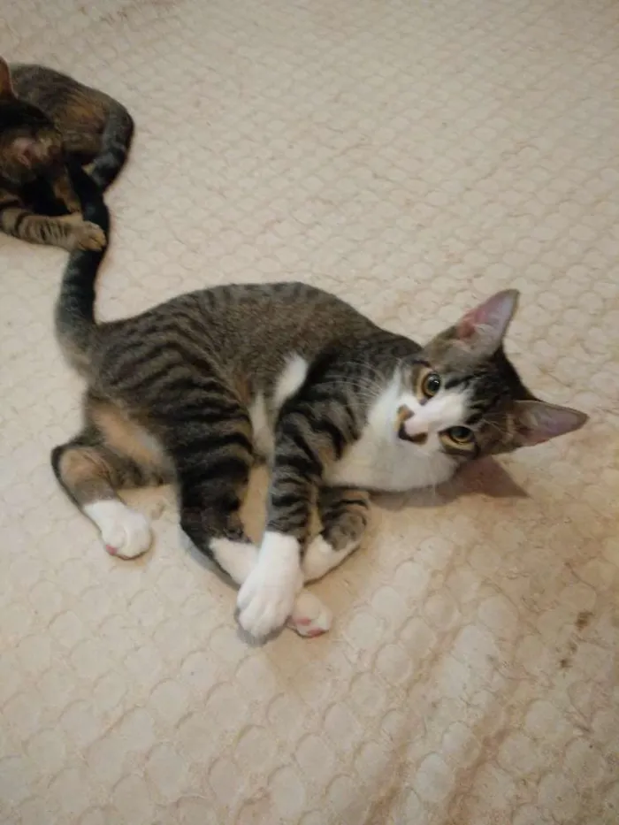 Gato ra a Viralata idade 7 a 11 meses nome Tigor