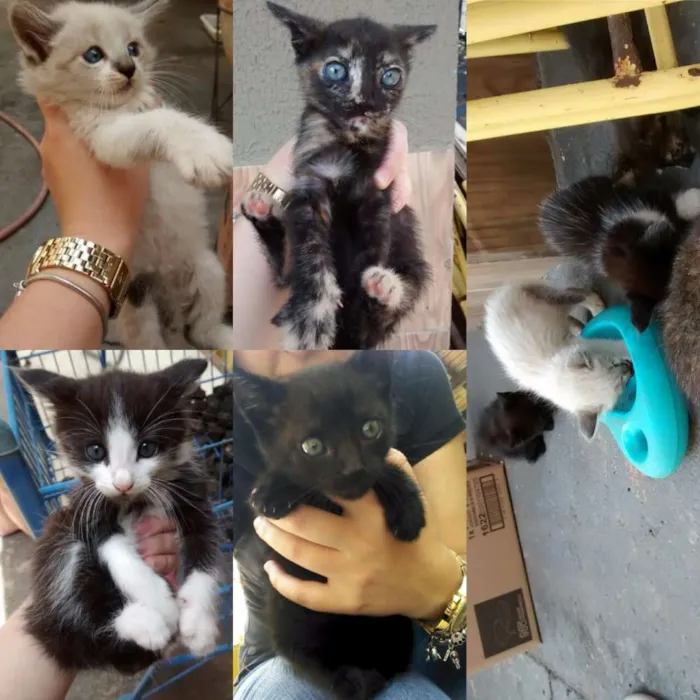 Gato ra a  idade Abaixo de 2 meses nome Sem nome