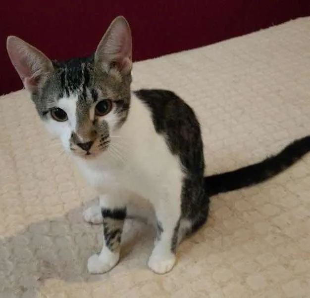 Gato ra a Viralata idade 7 a 11 meses nome Buda