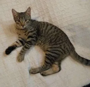 Gato raça Viralata idade 7 a 11 meses nome Jorge