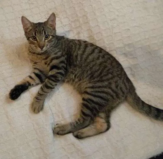 Gato ra a Viralata idade 7 a 11 meses nome Jorge