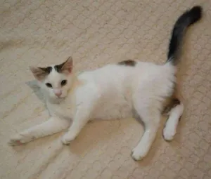 Gato raça Viralata idade 7 a 11 meses nome Shantal