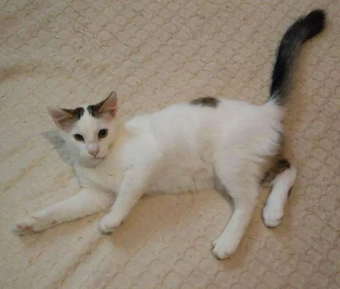 Gato ra a Viralata idade 7 a 11 meses nome Shantal