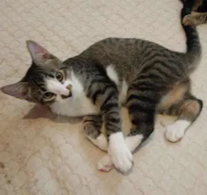 Gato raça Viralata idade 7 a 11 meses nome Tigor