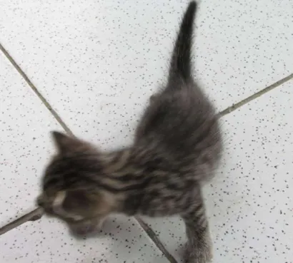 Gato raça mistura idade Abaixo de 2 meses nome todynha