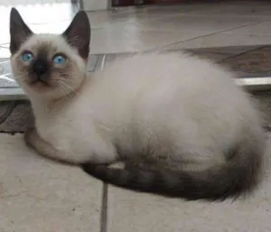 Gato raça Srd idade 2 a 6 meses nome Aguardando nomear