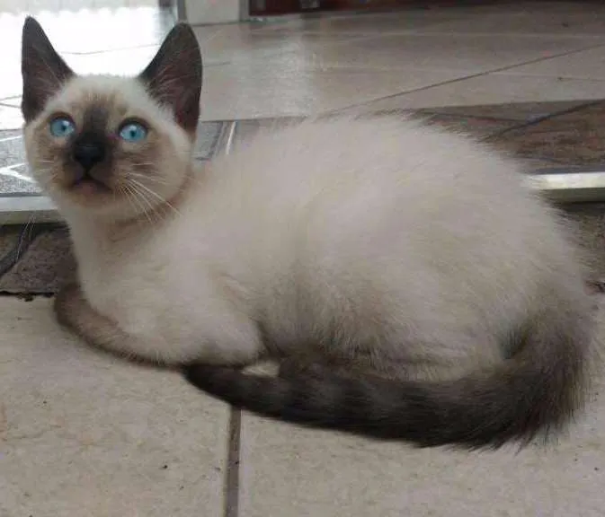 Gato ra a Srd idade 2 a 6 meses nome Aguardando nomear